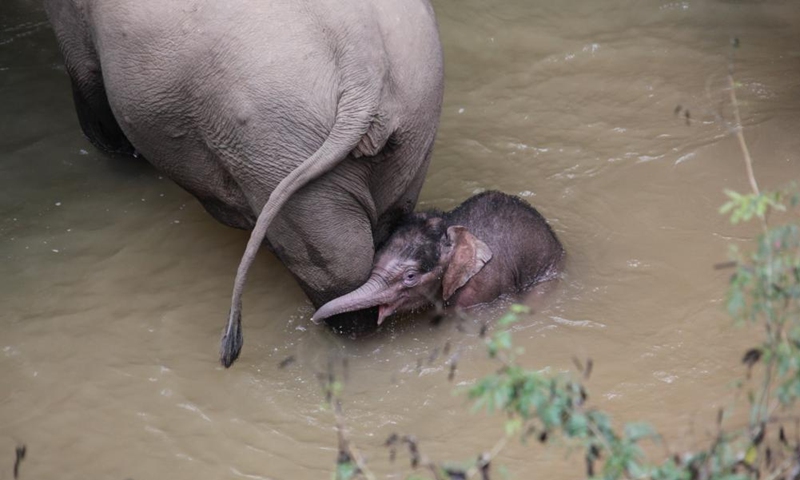 A wild Asian elephant calf is seen at the Wild Elephant Valley in the Xishuangbanna national nature reserve, southwest China's Yunnan Province, Jan. 2, 2022.Photo:Xinhua
