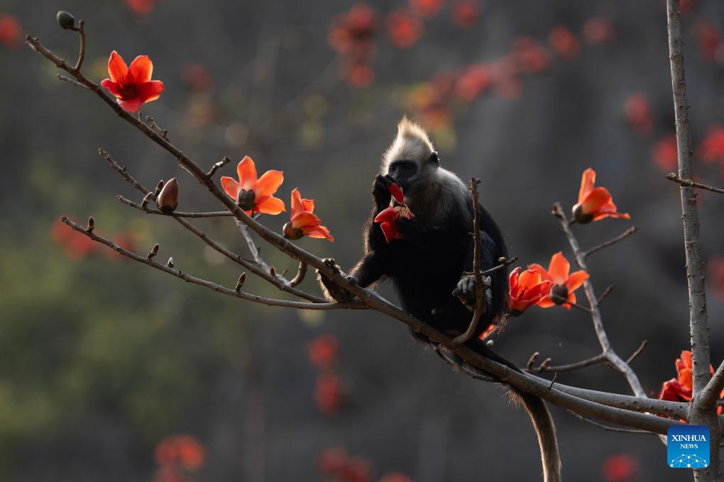 A white-headed langur eats a silk cotton flower at a national nature reserve in Jiangzhou District, Chongzuo City, south China's Guangxi Zhuang Autonomous Region, March 22, 2025. Silk cotton flowers in the reserve are in full bloom. (Photo: Xinhua)