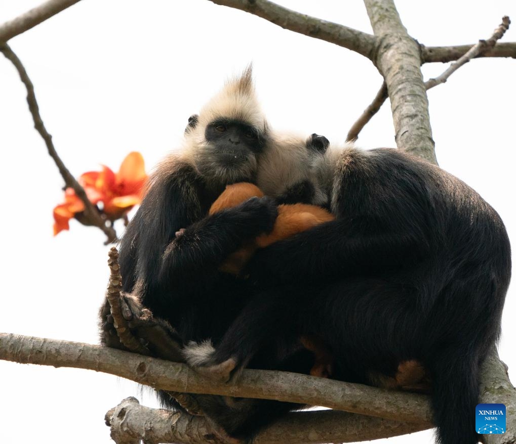 Two white-headed langurs have a rest on a silk cotton tree at a national nature reserve in Jiangzhou District, Chongzuo City, south China's Guangxi Zhuang Autonomous Region, March 26, 2025. Silk cotton flowers in the reserve are in full bloom. (Photo: Xinhua)