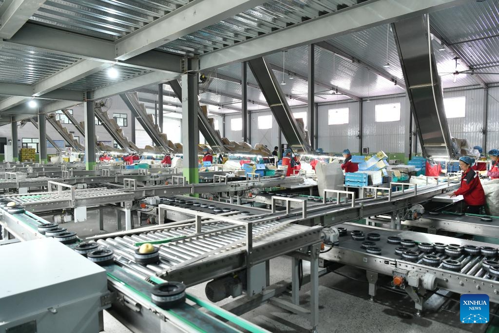 Workers sort and pack fresh pears at Dongfang Fruit company in Botou, north China's Hebei Province, May 7, 2025. After customs inspection, over 2,500 boxes of fresh pears from Dongfang Fruit company will be exported to Argentina, marking the first export of fresh pears from Hebei Province to the South American country. (Photo: Xinhua)