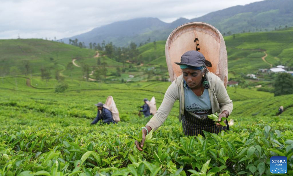 People pluck tea leaves at a plantation in Bogawantalawa, Sri Lanka, on May 20, 2025. Sri Lanka earned 1.43 billion U.S. dollars from tea exports in 2024, with an increase of more than 9 percent year-on-year. Tea is one of Sri Lanka's main foreign revenue generators. Iraq was the top importer of Sri Lankan tea, followed by Russia and the United Arab Emirates. (Photo by Thilina Kaluthotage/Xinhua)