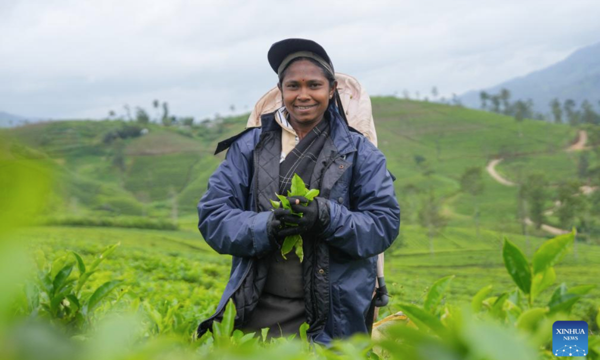 A woman poses for photos with freshly plucked tea leaves at a plantation in Bogawantalawa, Sri Lanka, on May 20, 2025. Sri Lanka earned 1.43 billion U.S. dollars from tea exports in 2024, with an increase of more than 9 percent year-on-year. Tea is one of Sri Lanka's main foreign revenue generators. Iraq was the top importer of Sri Lankan tea, followed by Russia and the United Arab Emirates. (Photo by Thilina Kaluthotage/Xinhua)