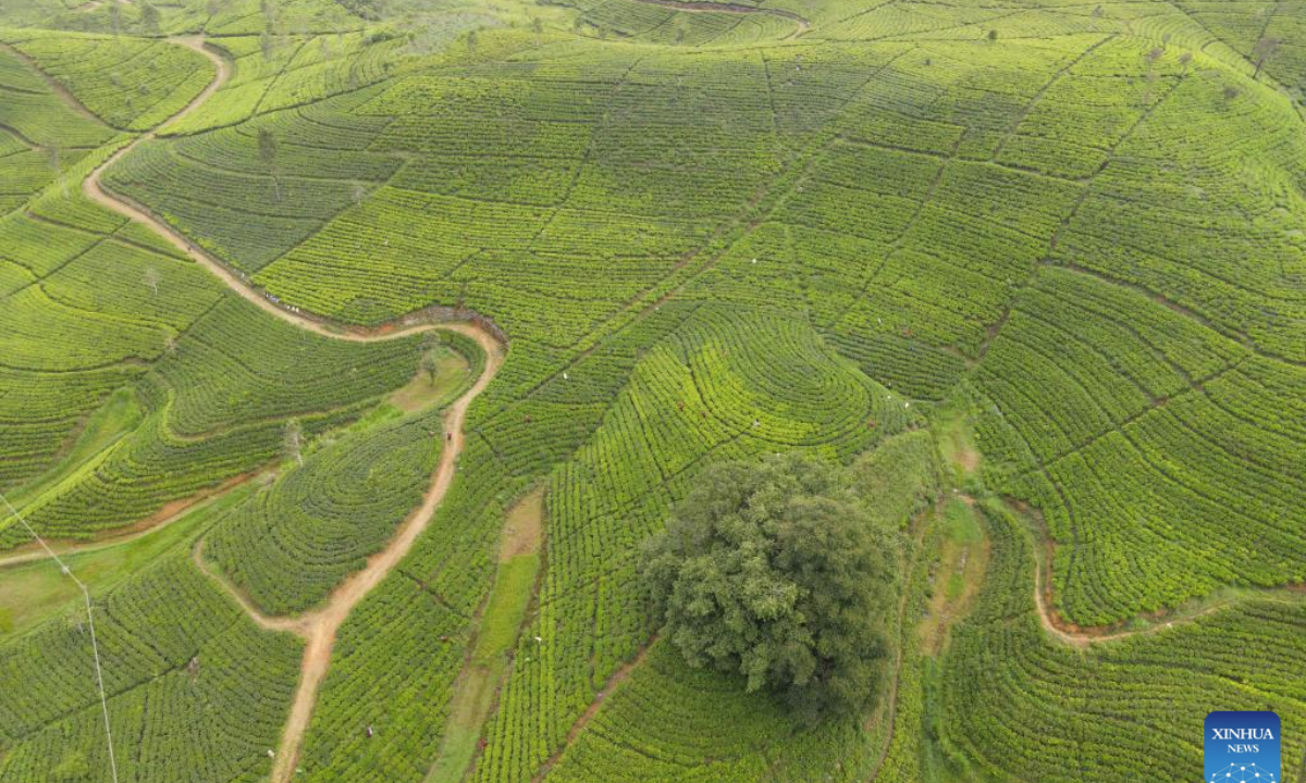An aerial drone photo taken on May 20, 2025 shows a view of tea estates in Bogawantalawa, Sri Lanka. Sri Lanka earned 1.43 billion U.S. dollars from tea exports in 2024, with an increase of more than 9 percent year-on-year. Tea is one of Sri Lanka's main foreign revenue generators. Iraq was the top importer of Sri Lankan tea, followed by Russia and the United Arab Emirates. (Photo by Thilina Kaluthotage/Xinhua)